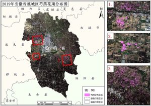 2019年安徽省芍药种植分布数据,中科超图地理云平台