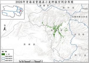 2020年青海省小麦种植分布数据,中科超图地理云平台